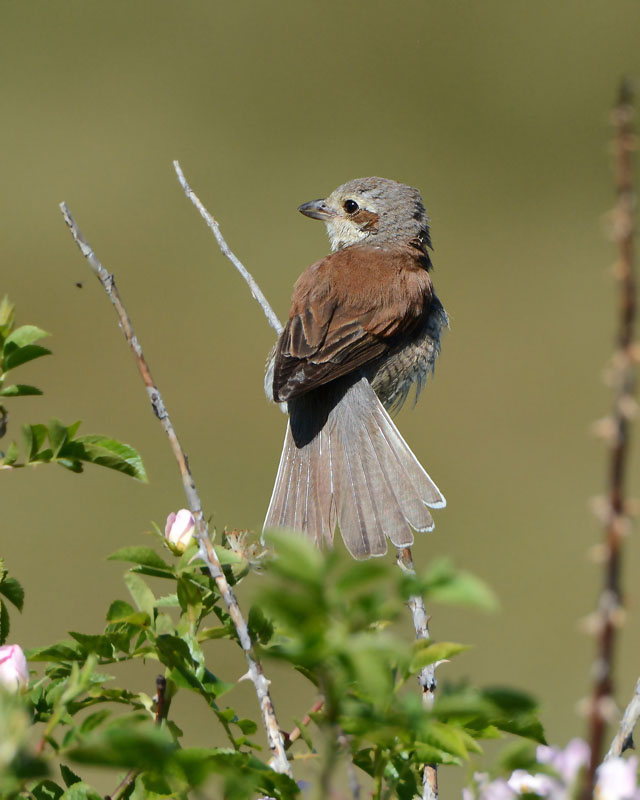Giovane Averla piccola, Lanius collurio